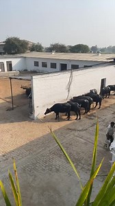 741K views · 10K reactions | 9817131733 Randeep Malik Dairy Farm, 400 Buffalo Dairy Farm | Sansaniwal Dairy Farm | Facebook