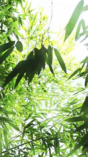 :Im Flüstern des Bambus – ein stiller Moment im japanischen Garten 🎋#Bambus #Zen #meditation
