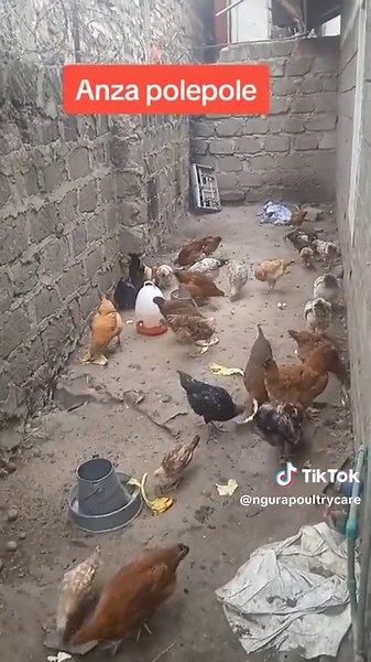 Kuku Pole Pole - Cute Chickens Dancing Video