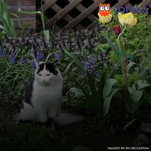 TOP 4 des méthodes pour éloigner les chats de son potager