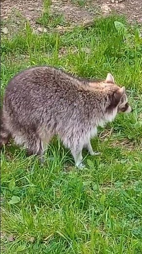 Die Waschbären sind los