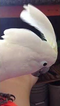 Cockatoo sings Happy Birthday