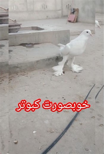 خوبصورت کبوتروں کا شاندار منظر 🕊️ | Rare Pigeons Collection 2026