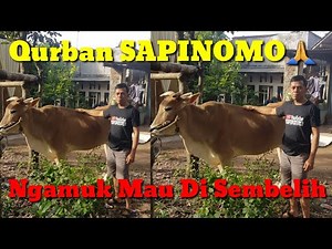 QURBAN SAPINOMO idul Adha 2021