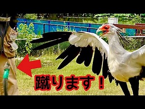 Secretarybird Kick-chan kicks a snake [Kakegawa Flower and Bird Garden]