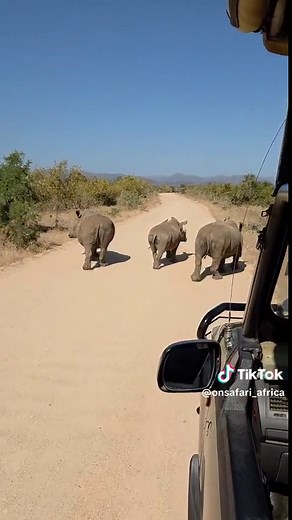 Guided Safaris in Kruger National Park