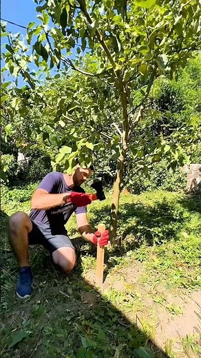 Genius backyard build around a tree