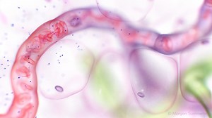 The Lymphatic System