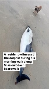 A dead dolphin washed ashore in Mission Beach early Thursday morning. A resident who was on his morning walk along the Mission Beach boardwalk spotted the dolphin. He told CBS 8 that the dolphin appeared as if it had just died with no signs of trauma except for some blood. He speculated that domoic poisoning could have been the cause of its death. This toxin has recently been tied to the several deaths of marine animals along the California coast. NOAA officials are testing the dolphin to determ