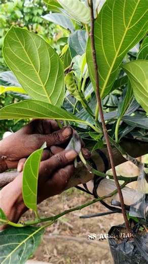 Complete Jackfruit Grafting Process from Start to Finish #shorts
