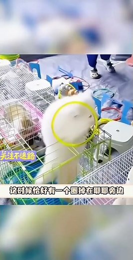 Adorable Dog Shivers, Unveiling the Magic of Paws