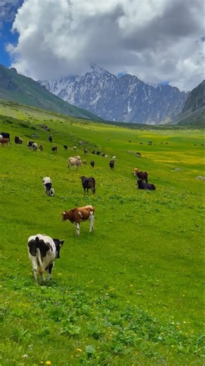 Amazing Cow Facts You Didn’t Know