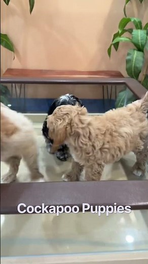 Meet the Cockapoo – the ultimate blend of intelligence, charm, and cuddle-worthy cuteness!