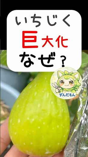 いちじく、巨大化なぜ？育て方でここまで変わります‼️