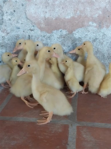 ¿Sabías que los patos Pekín 🪿crecen increíblemente rápido en sus primeras semanas? 🐣 Aquí los ven, llenos de energía y explorando su entorno. Mantenerlos activos y en un lugar limpio es la clave para que se conviertan en ejemplares fuertes y sanos. 🏠🌾 #patopekin #patitos #avicultura #granjalibre #librepastoreo
