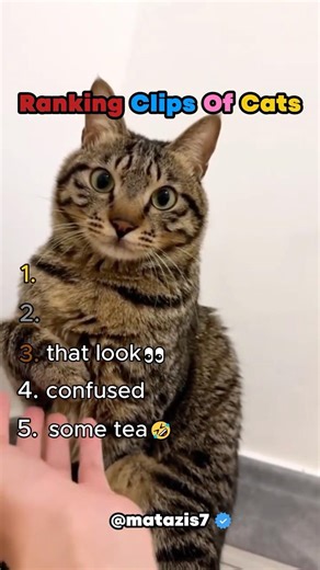 Ranking Clips Of Cats #shorts