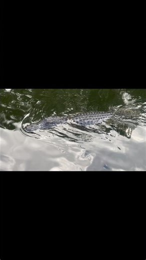 Survive Florida Gators🐊: Safe Gator Experiences #gators #florida #marshes #wildlife