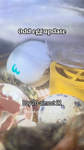 The first pip can take up to 48 hours to hatch. NEVER intervene in the process. Even if all the others have already hatched, their activity and sounds will encourage this last little one to make its way out of the shell. . @pipandgrowfarm #incubation #hatching #hatchingchicks | Pip & Grow