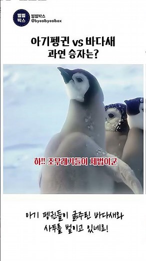 거대 바닷새 습격에서 황제펭귄 새끼를 지켜낸 아델리펭귄 #펭귄 #penguin #아델리펭귄 #황제펭귄 #동물 #다큐멘터리 #남극 #nature