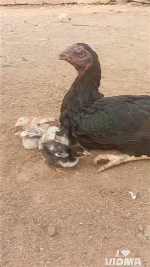 aseel chick #aseelmurga #roosterfarm #rooster #aseel ‪@nameismuni‬