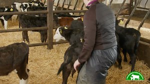 Paul, Margaret, and Siofra Ryan are calving down 154 cows this year just outside Birr in Co. Offaly where they have steadily improved their milk solids in the last number of years with the help of their breeding advisor at Progressive Genetics, Sean Hayes. #collab | Agriland.ie