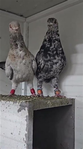 #fancyworld #اكسبلور #اهميه #pigeon #المراه #kabootarba #النظافه #pigeonlaver #birds #kabootar #اعتن