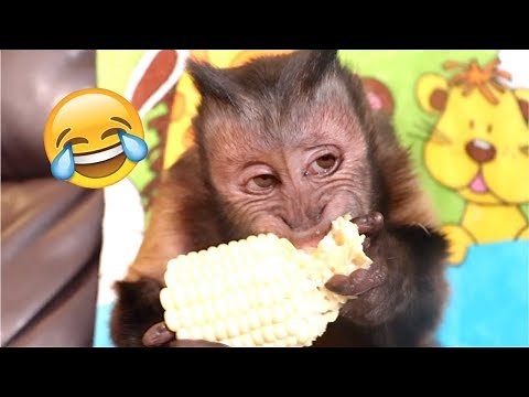 Capuchin Monkey Corn on The Cob Challenge!!