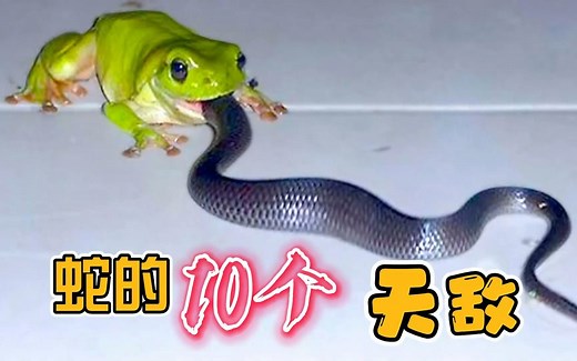 100条毒蛇也不怕！？蛇最害怕的11个致命天敌