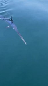 75K views · 155 reactions | The mysterious surface swordfish! Known...