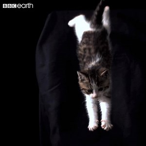 138K views · 655 reactions | The ultimate test of adorable  | BBC Earth | Facebook