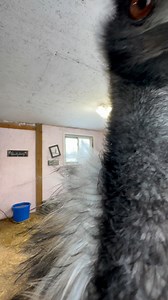 83K views · 5.1K reactions | smooth criminal | Useless Farm | Facebook