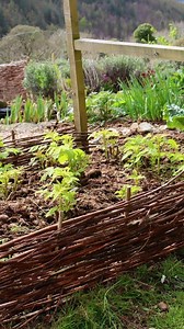 Easy Raspberry Cane Garden Edging 🌿 Don't throw away pruned raspberry canes - use them for projects like this garden edging. All you need are short pieces of bamboo for the uprights and raspberry canes to weave around them. Wear gloves if your canes have thorns and weave to about a foot or less. Raspberry canes last two to three years before breaking down. At that point, rebuild the edging using new raspberry canes! If you need more project details, I have a YouTube video and written instructio