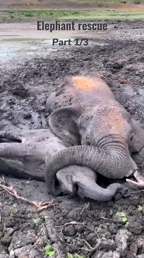 197K views · 3.5K reactions | Elephant rescue part 1 | Save Elephant's | Facebook
