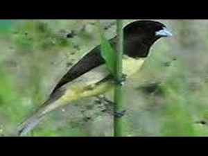 Pretinho ( Tuí Tuí Zero Zero )