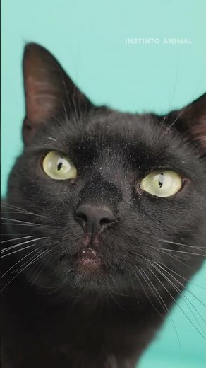 O SILÊNCIO DO GATO PRETO INSTINTO ANIMAL