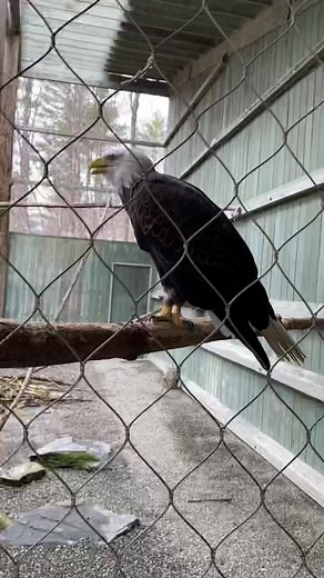 Bald Eagle Chirping Sounds