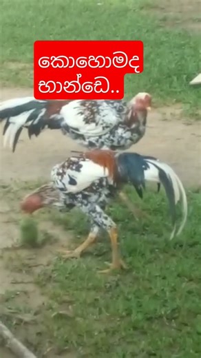 #love #තවත් චන්ඩියෝ දෙන්නෙක් තමයි #love 💯💯💥💥💥💥💤💤💤 #1000subscriber 👊👊#viral