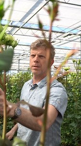 Over the years, much has changed at Decorum. We are now on our fourth logo, and our growers have not been idle either. For example, Van Seters started with cultivating plants at Decorum; nowadays, we know this company for its beautiful spray roses 🌹 #sprayroses #decorumplantsflowers #sustainability #growingtogether | Decorum Company