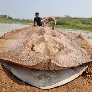 49M views · 179K reactions | Unbelievable Technique Fishing Catching System. River Dry Place Found Big Monster Stuck Fish #fish_video | Fisherman Animal Lover-Original | Facebook