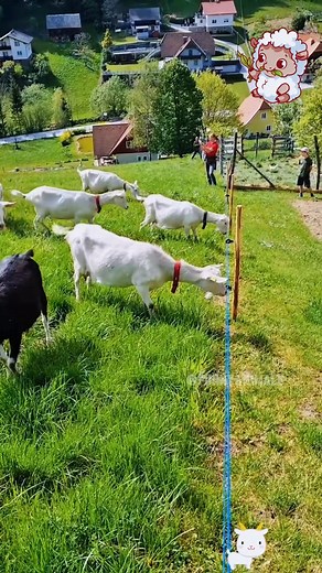 1.3K views · 19 reactions | Pets and Animals on Reels | Facebook