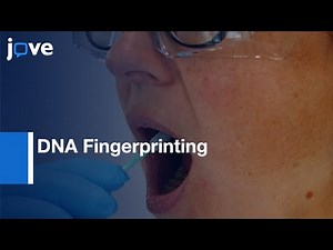 DNA Fingerprinting Application using D1S80 Locus |Protocol Preview