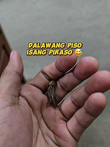 Nangina ngem gatangen latta agijay adda arak na😅 | Uncle Elad