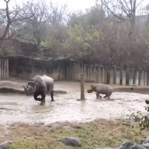 19M views · 1M reactions | A rhino had a blast rolling around in the mud at the Cincinnati Zoo on a rainy day. https://abcn.ws/3oYbZ0T | ABC News | Facebook