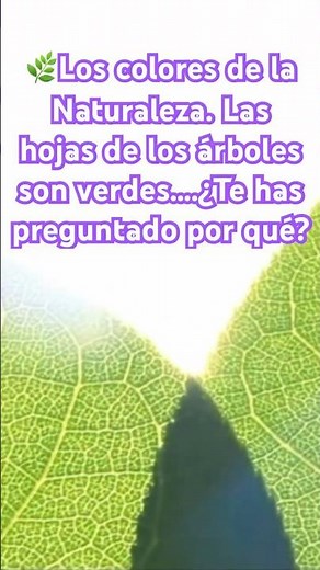 🌿The colors of nature. The leaves of the trees are green… Have you ever wondered why?