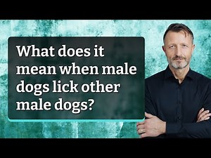 What does it mean when male dogs lick other male dogs?