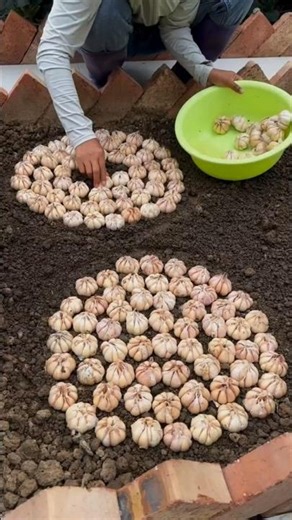 Why Do Farmers Grow Garlic in Complete Darkness?🤯