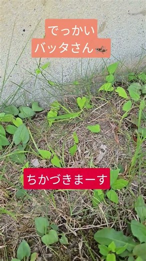 大きいショウリョウバッタ🦗さんを見つけました‼️大きい😄最後に飛びます‼️#生き物#いきもの#昆虫#虫#むし#バッタ