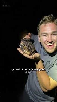 False Swamp Toad - Harta Tersembunyi Lahan Gambut #reptiles #shorts #diazborneo