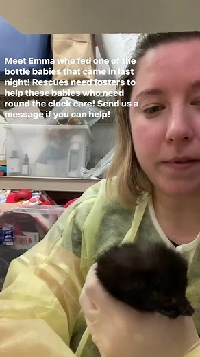 1.7K views · 70 reactions | Is fostering bottle babies for you? We can help you become a bottle baby feeder and help these little ones grow up! #chicagobottlebabies #fosteringsaveslives | CACC Cats | Facebook