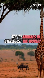 The top 10 strongest animals in the world. #wildlife #animal #natureandwildlifetv | Nature and Wildlife TV | Facebook